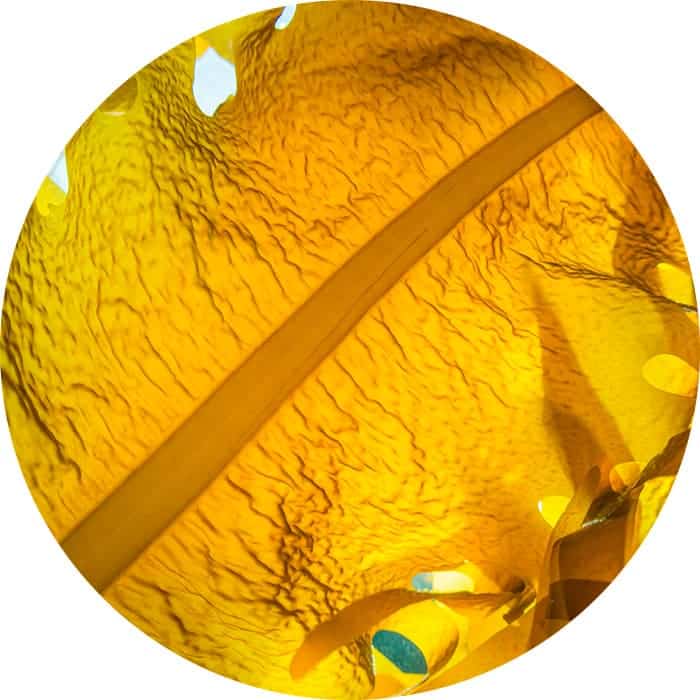 Hydra’Gold 7