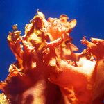 Porphyridium-cruentum-micro-algue-rouge cosmetique micro algue