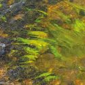 extrait-denteromorpha-compressa extrait-denteromorpha-compressa