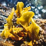 fucus-spiralis fucus-spiralis