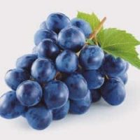 tocopherol-et-procyanidins-issus-du-raisin tocopherol-et-procyanidins-issus-du-raisin